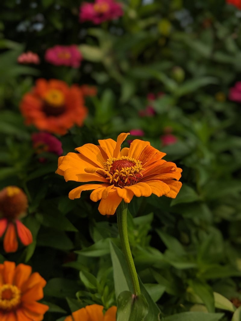 Eco-conscious gardening